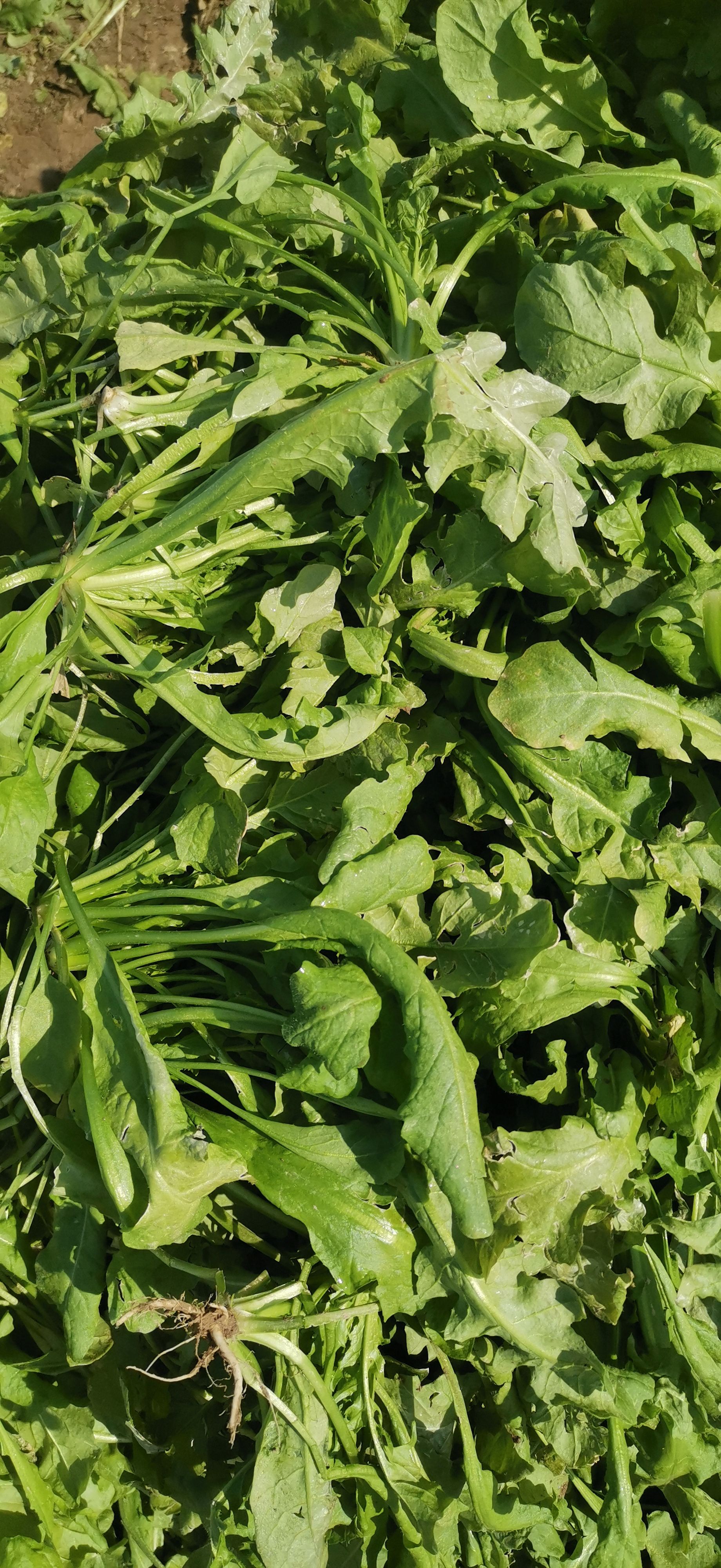 荠菜