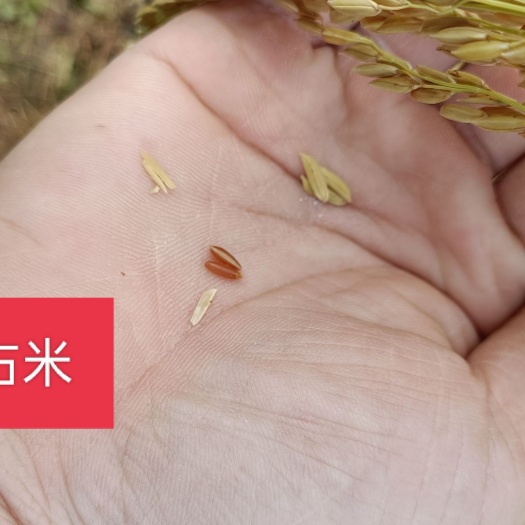 龙胜县红米  野香优红占米