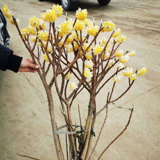 沭阳县结香苗结香花树苗可食用结香花庭院盆栽植物打结花梦冬花冬季开花