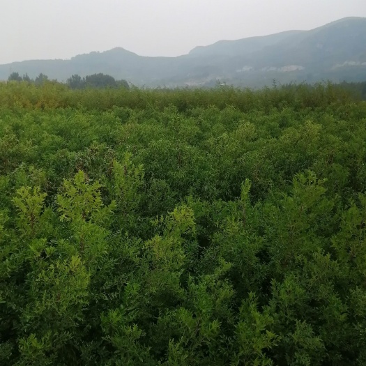 平邑县山楂苗，柿子苗，桃苗，花椒苗，枣苗，板栗苗，石榴苗，开圆预售