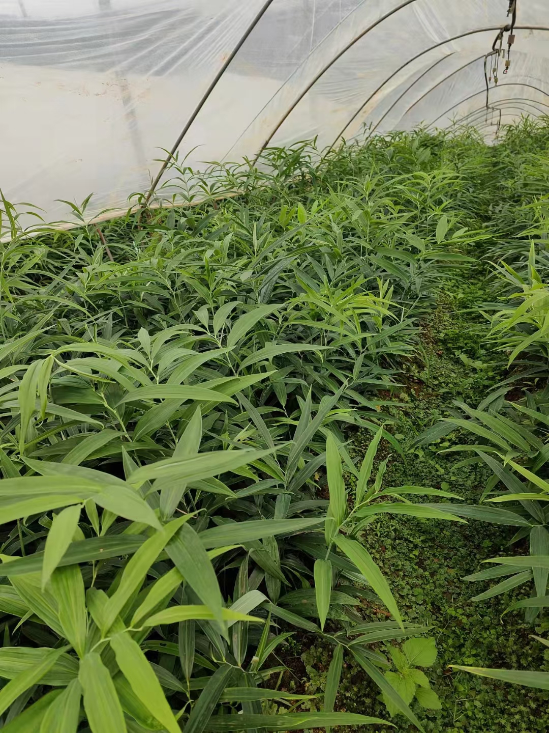 宣漢縣農(nóng)旺種植專業(yè)合作社