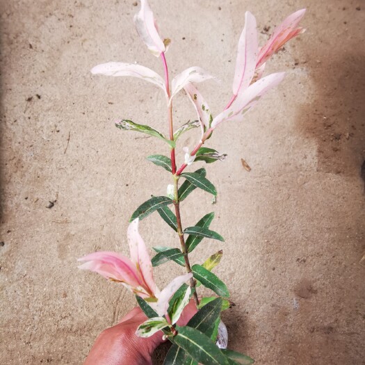 沭阳县彩叶杞柳盆栽苗花叶柳树耐寒耐热庭院阳台四季绿化植物