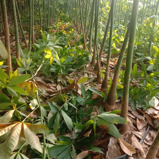 遂溪县发财树