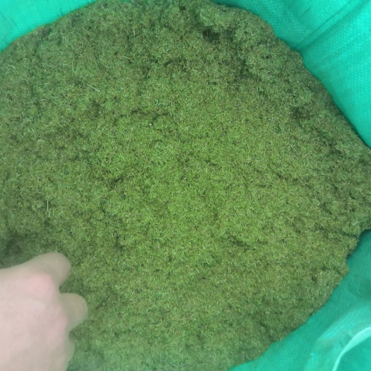 秀山松针粉