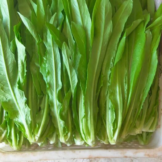 大同油麦菜