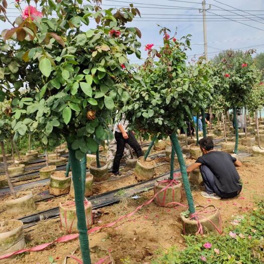 基地供应3—6公分树状月季，造型月季及各种月季小苗