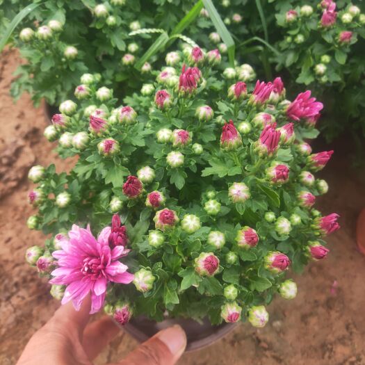青州市菊花