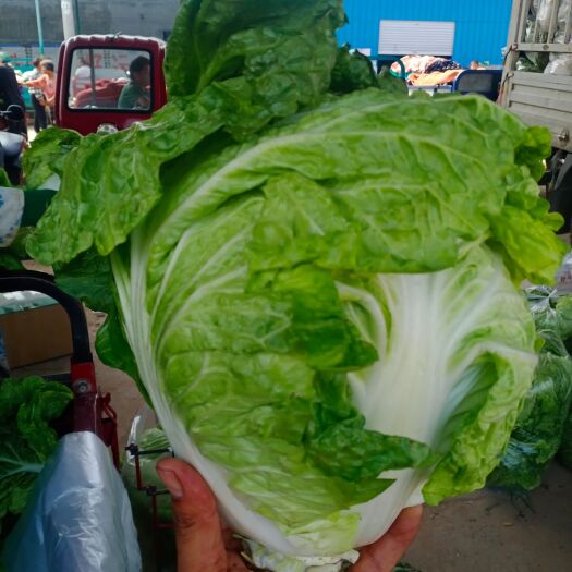 博爱县夏阳白大量上市！