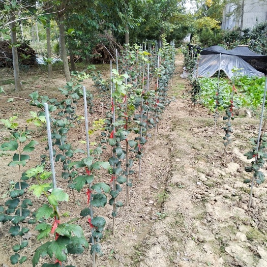 郯城县欧洲木绣球玫瑰60-120cm高单杆棒棒糖
