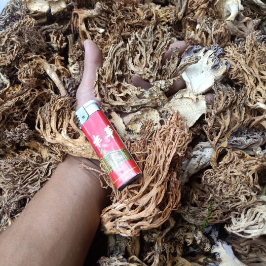 云南普洱掃把菌珊瑚菌干貨_無(wú)硫無(wú)雜