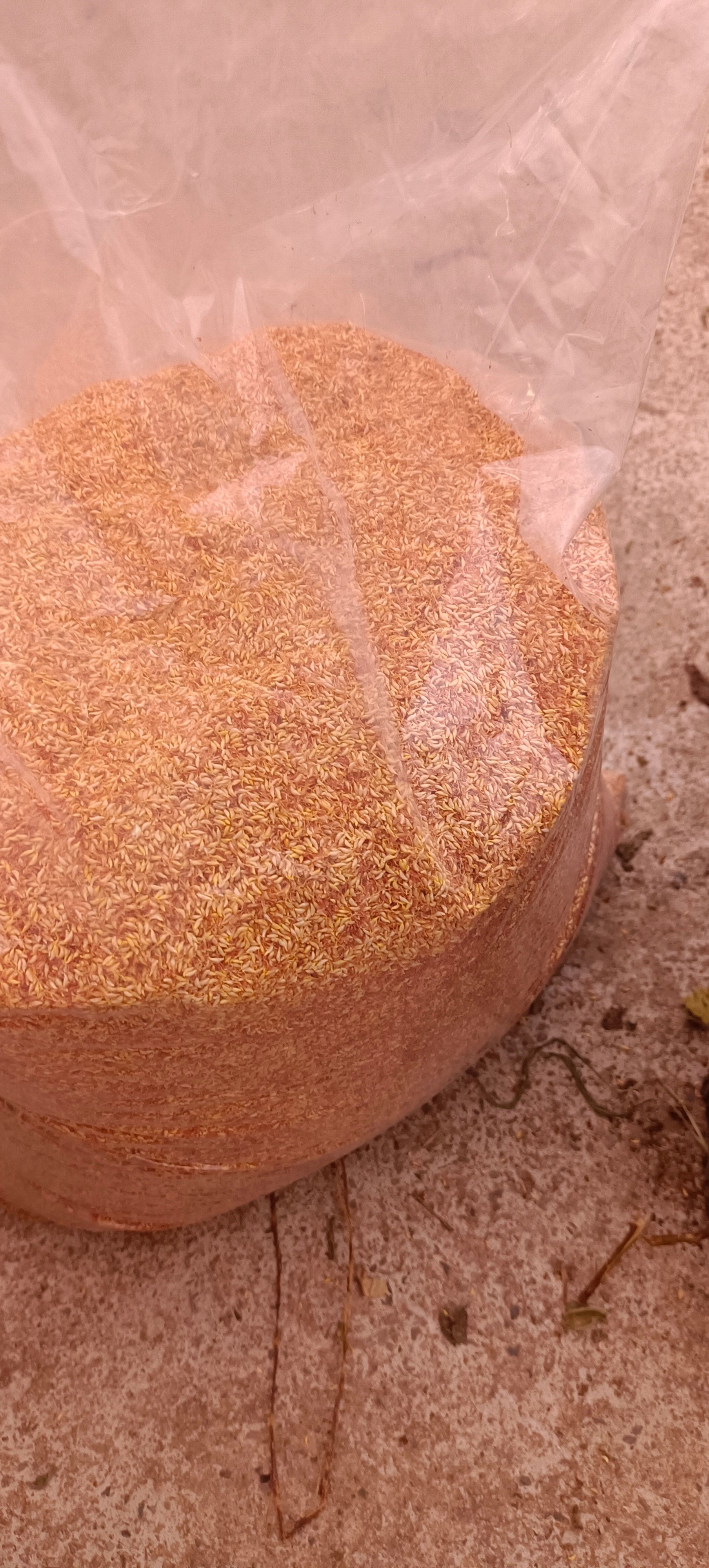 天然凉粉籽，果冻，自然晒干一手货源产地发货