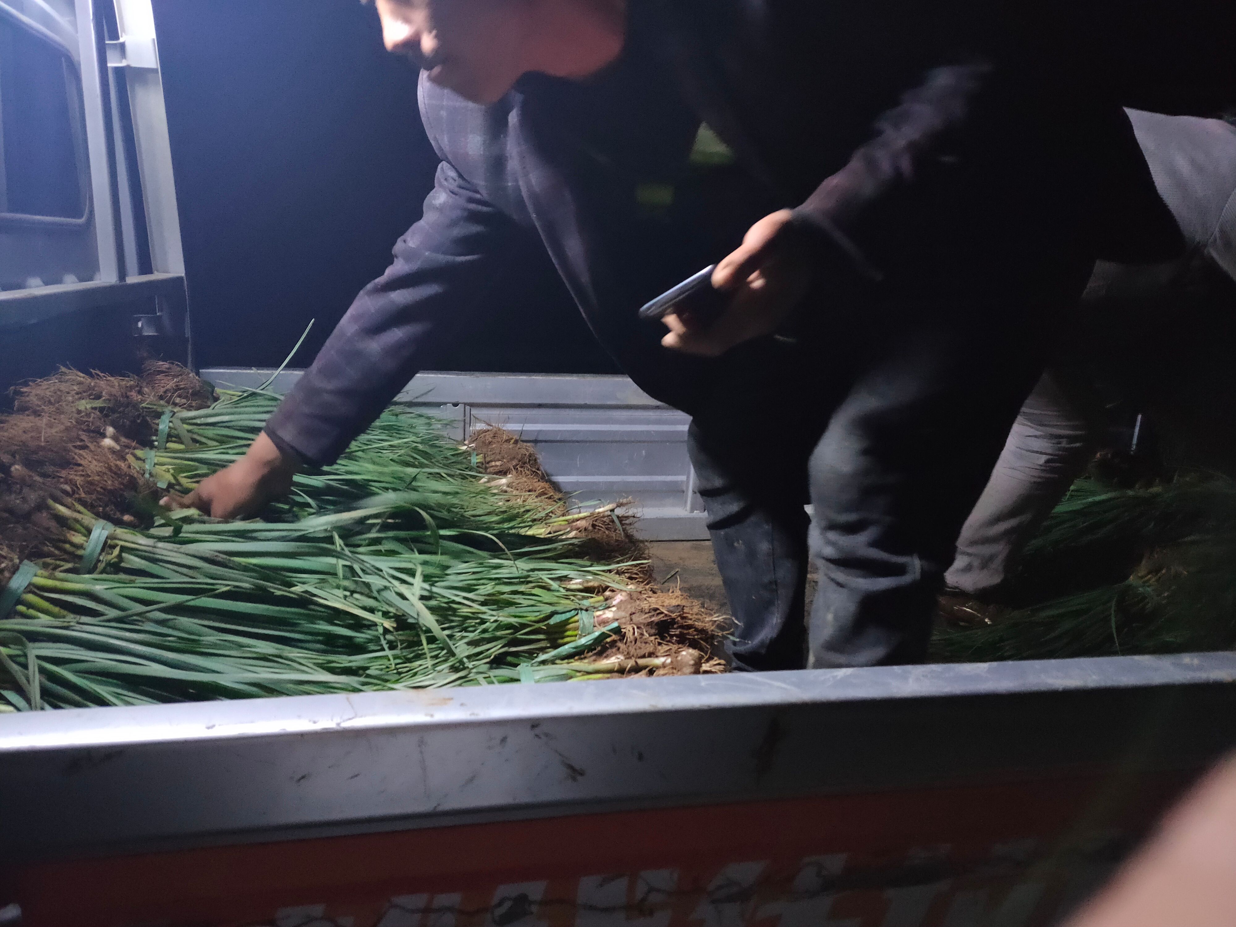 貴州威寧小蔥