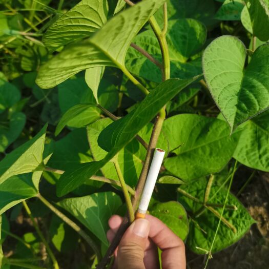 湛江大田脱毒龙薯种苗