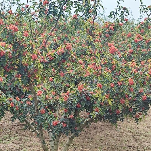 芮城县2022鲜花椒产地直发