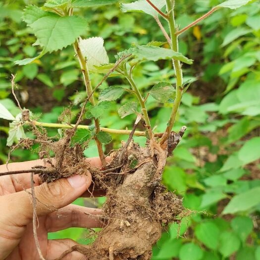 大竹县中药材苎麻根精选达州大竹县产地直发品质上乘可选干货/新鲜发货