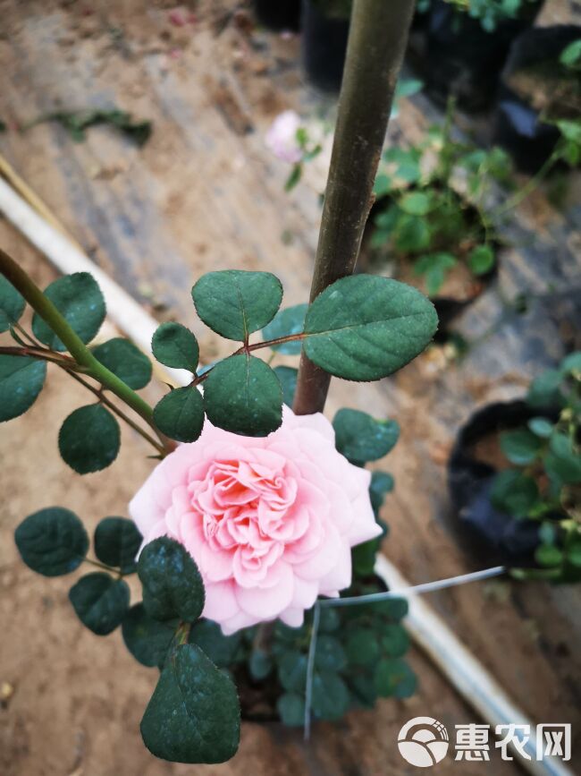 欧月灌木月季花苗四季开花阳台观花盆栽绿植花卉欧洲月季浓香花卉