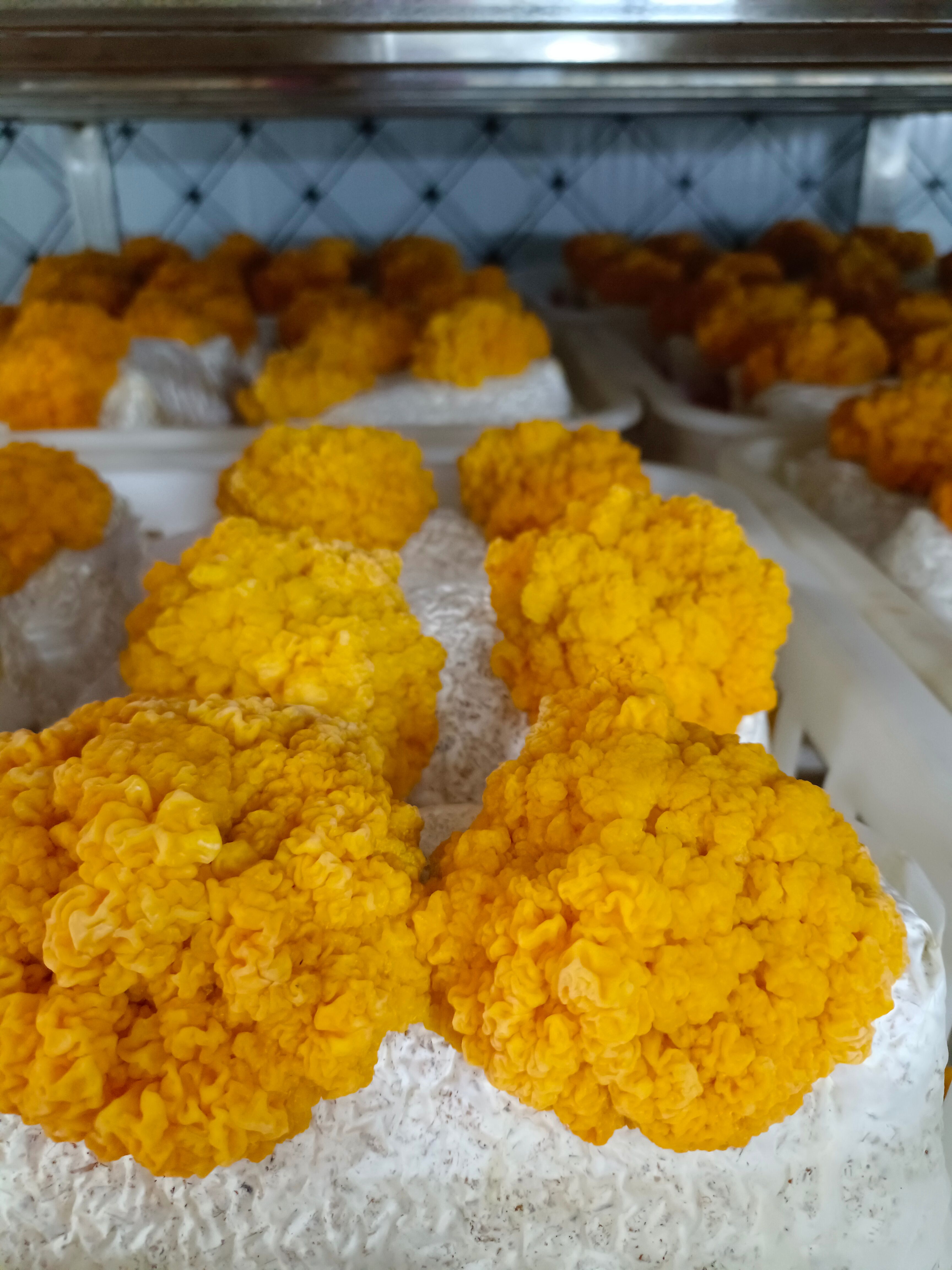 金耳菌源头工厂，量大从优！欢迎合作