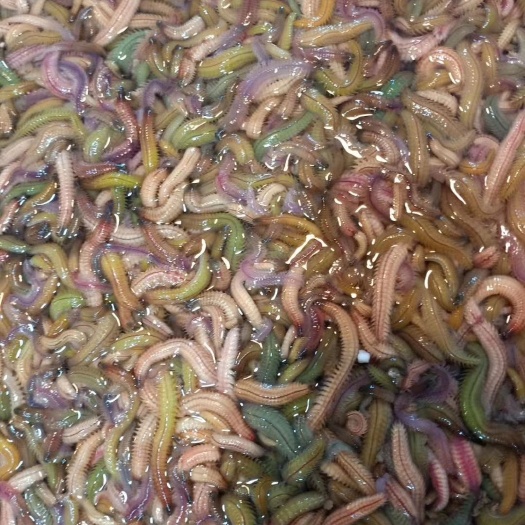 禾虫，斗门特产