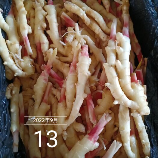 蓬溪县子姜泥姜洗姜都有量大从优产地直发
