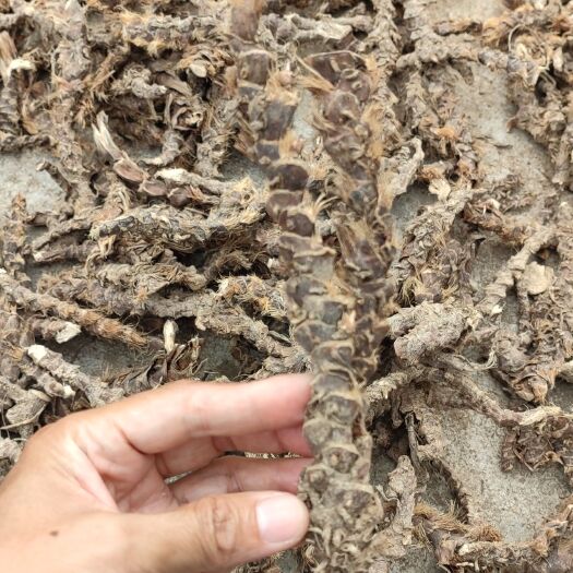 中药材石菖蒲根茎 大竹县发货 新鲜优质中药材 品质稳定可信赖