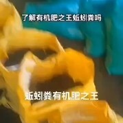 北海有机肥之蚯蚓肥，大量现货大量现货