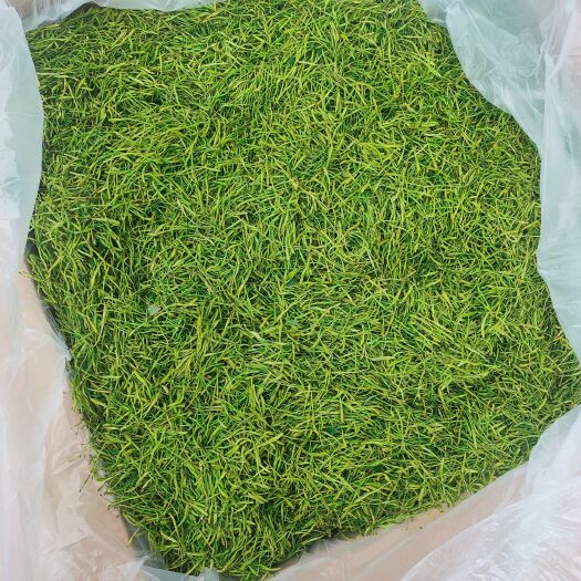 成都山银花