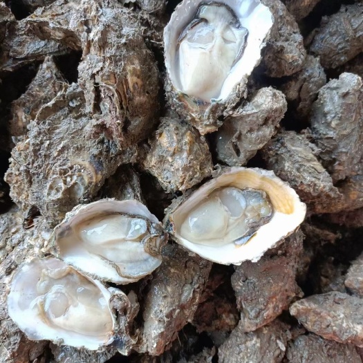 徐闻县湛江生蚝，正宗湛江生蚝，中小蚝