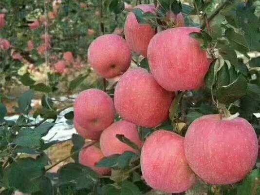 隆興果蔬仔豬產(chǎn)地合作基地