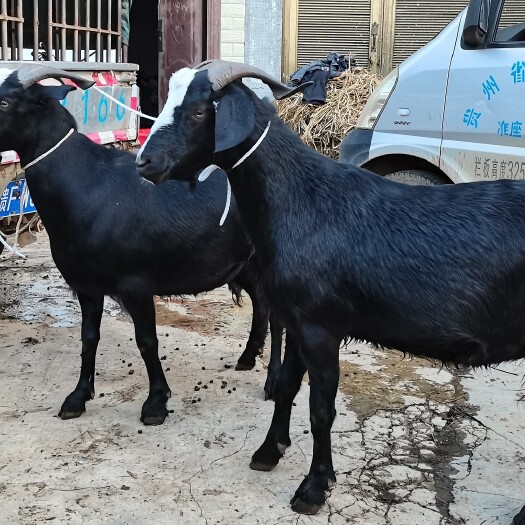 化州市本地黑山羊阉公