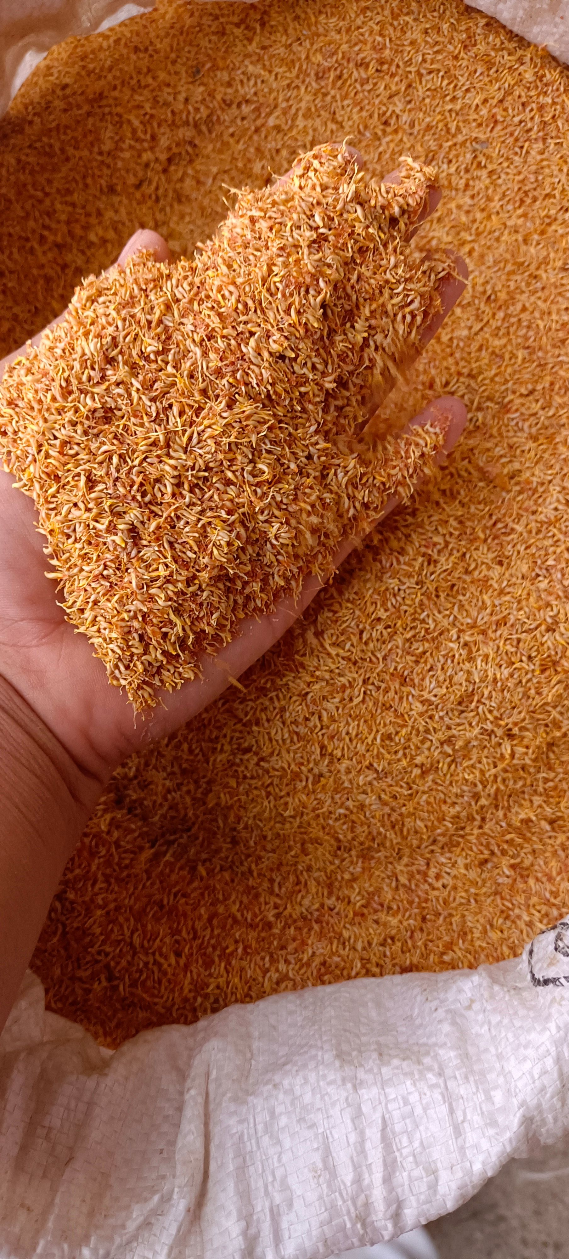 天然凉粉籽，果冻，自然晒干一手货源产地发货