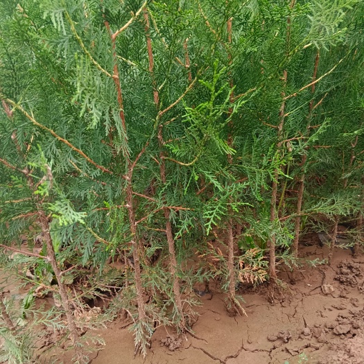 周至县侧柏 高80~130厘米营养杯侧柏