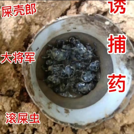 鹤壁屎壳郎，大将军，牛屎虫，诱捕药！一包能抓一个月！