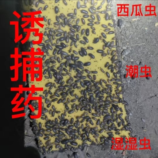 鹤壁鼠妇虫，西瓜虫，潮虫，诱捕药！一包能抓一个月！
