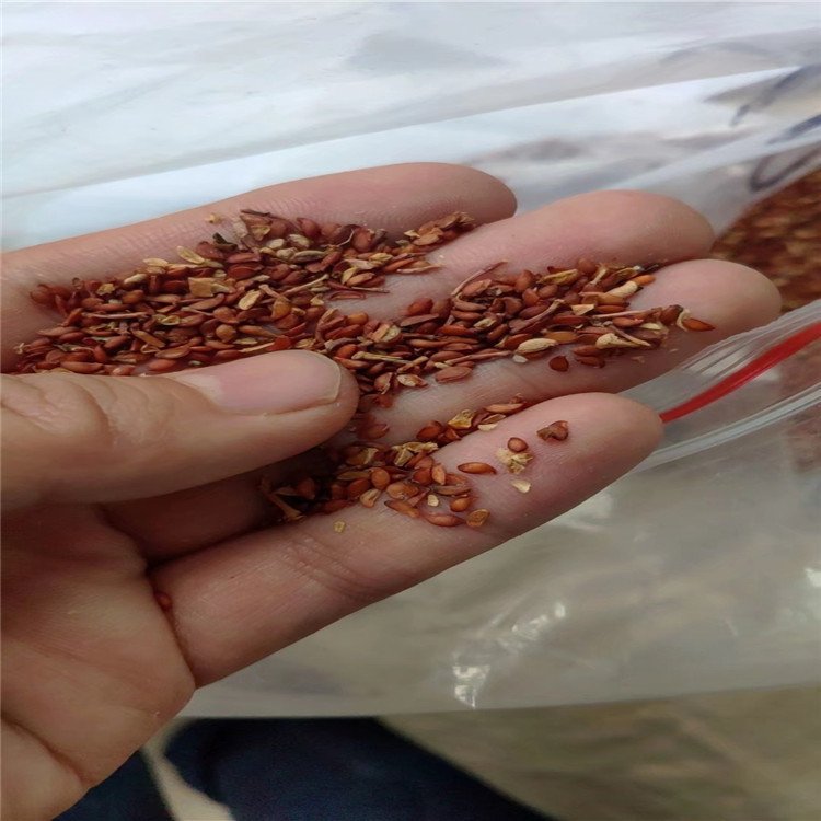花楸种子辽宁货源