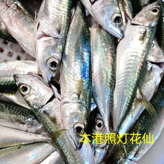 惠来县本港照灯花仙鱼
