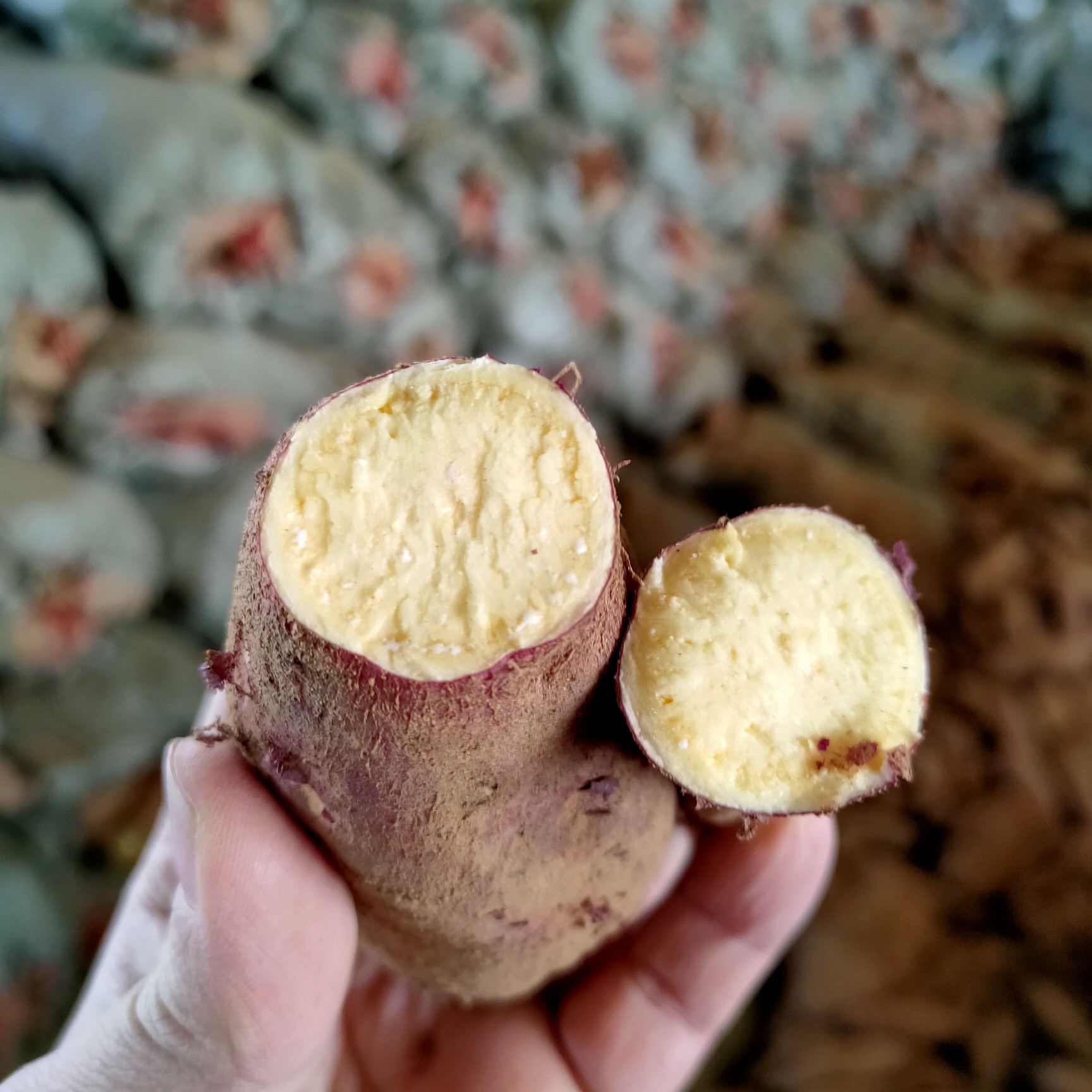 济薯26号红薯品种介绍图片