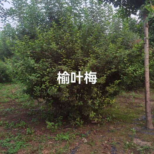 元氏县丛生榆叶梅