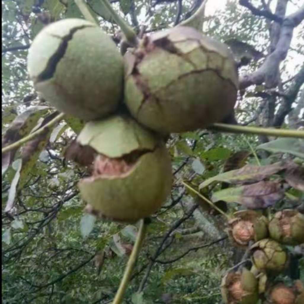 云南惠民農(nóng)特產(chǎn)品加工經(jīng)營部