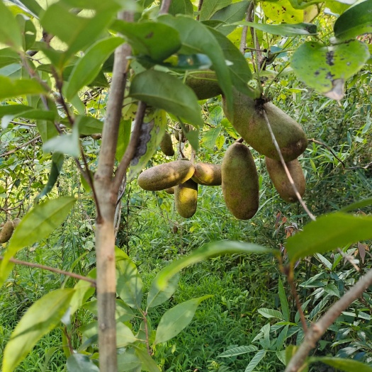 蓝山县八月瓜