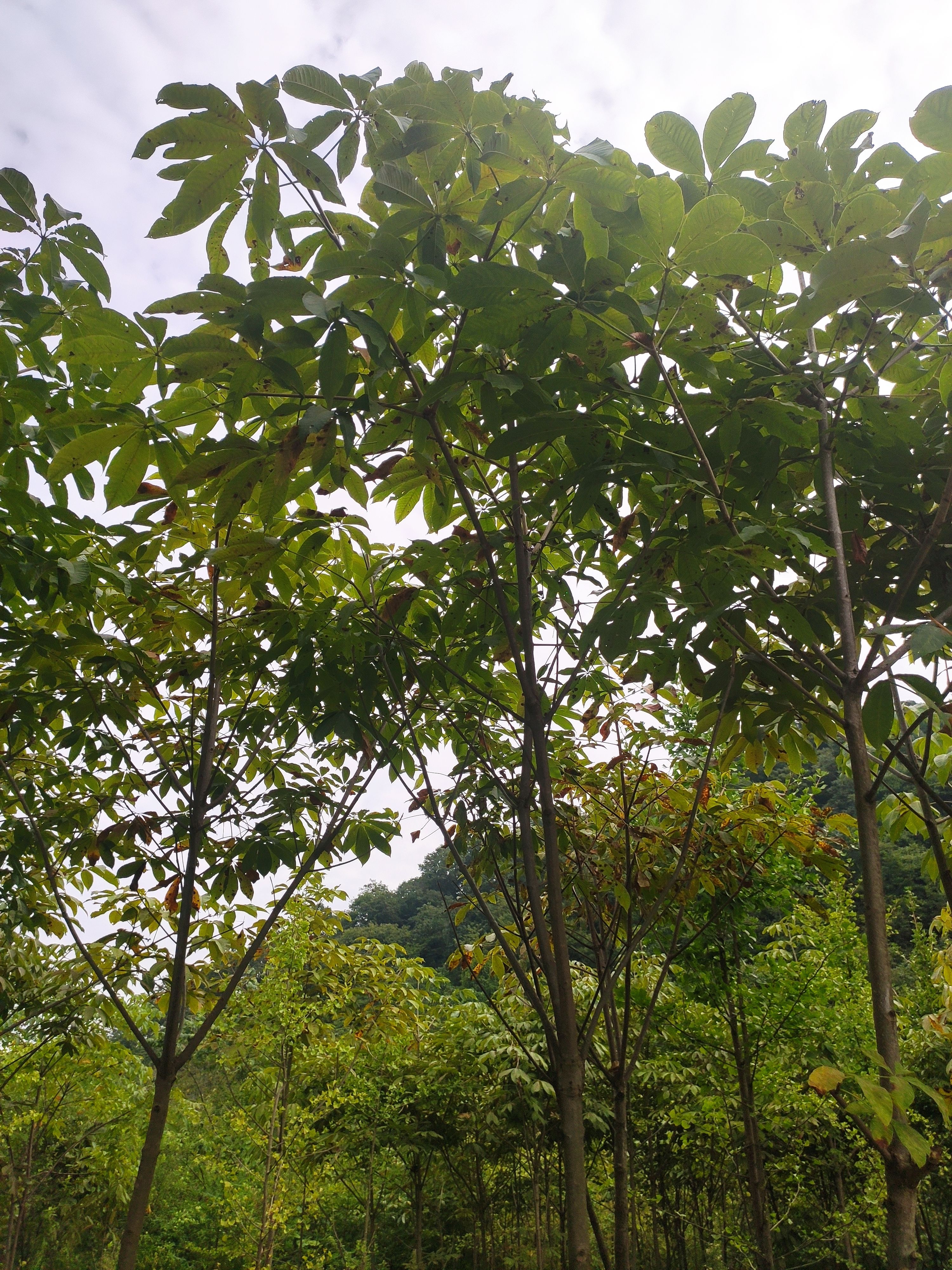七叶树（发财树）基地直销规格齐全 大小都有 免费提供种植技术