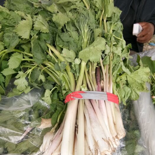 大石桥市山野菜老山芹小苗