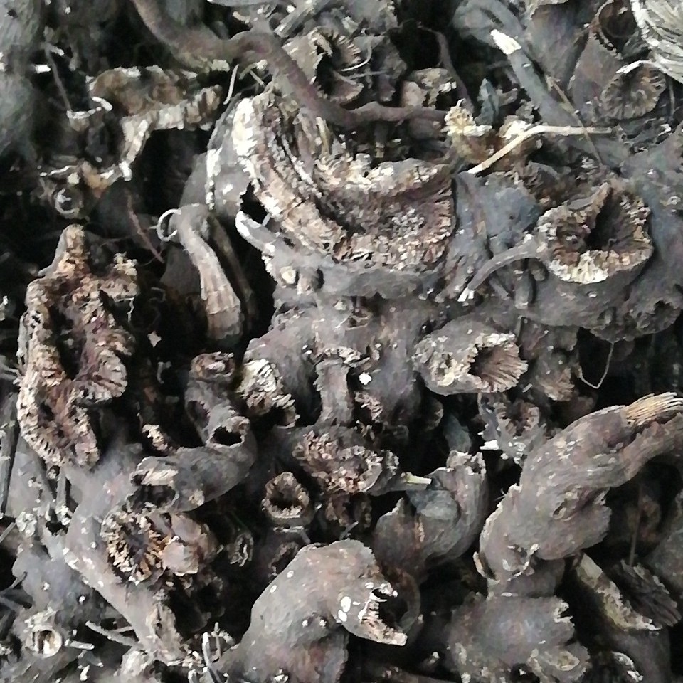 长春滚筒升麻