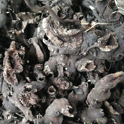 长春滚筒升麻