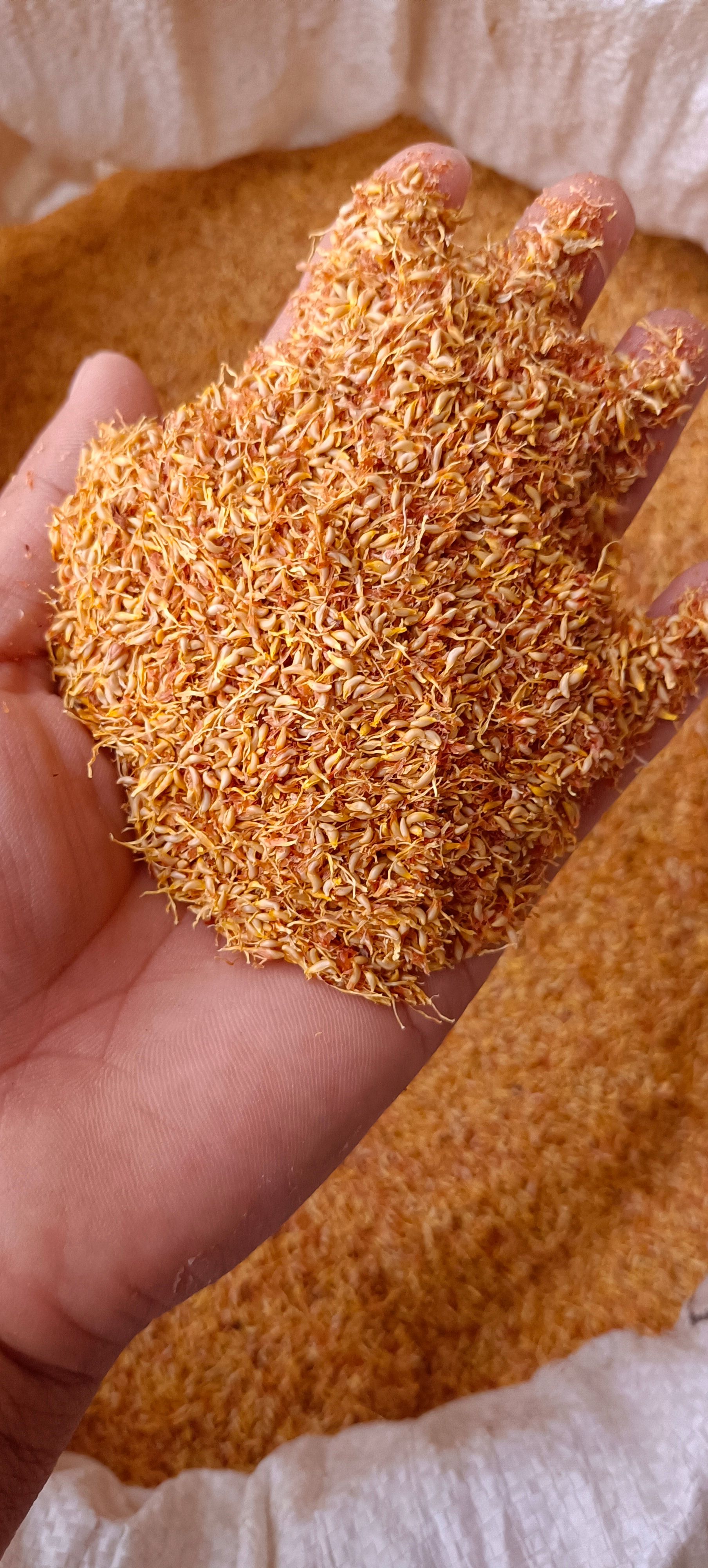 天然凉粉籽，果冻，自然晒干一手货源产地发货