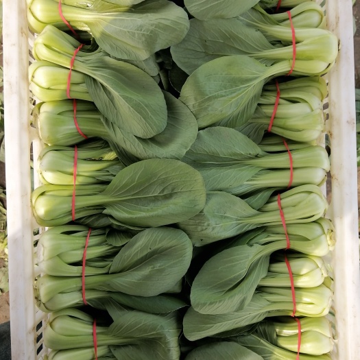 正定县上海青小油菜