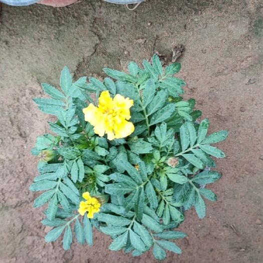 郯城县草花