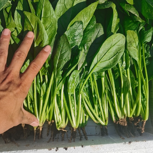 【菠菜】大叶菠菜，量大货优，产地直发，供应各大商超，电商