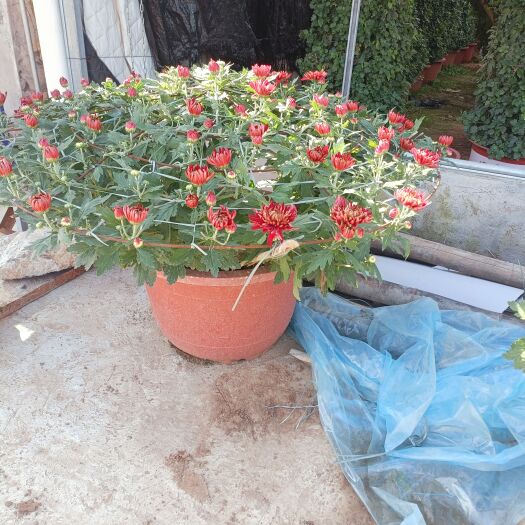 青州市金丝皇菊花