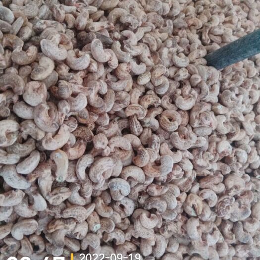 莱西市青岛广瑞食品有限公司国内腰果生产厂家郝成树15969