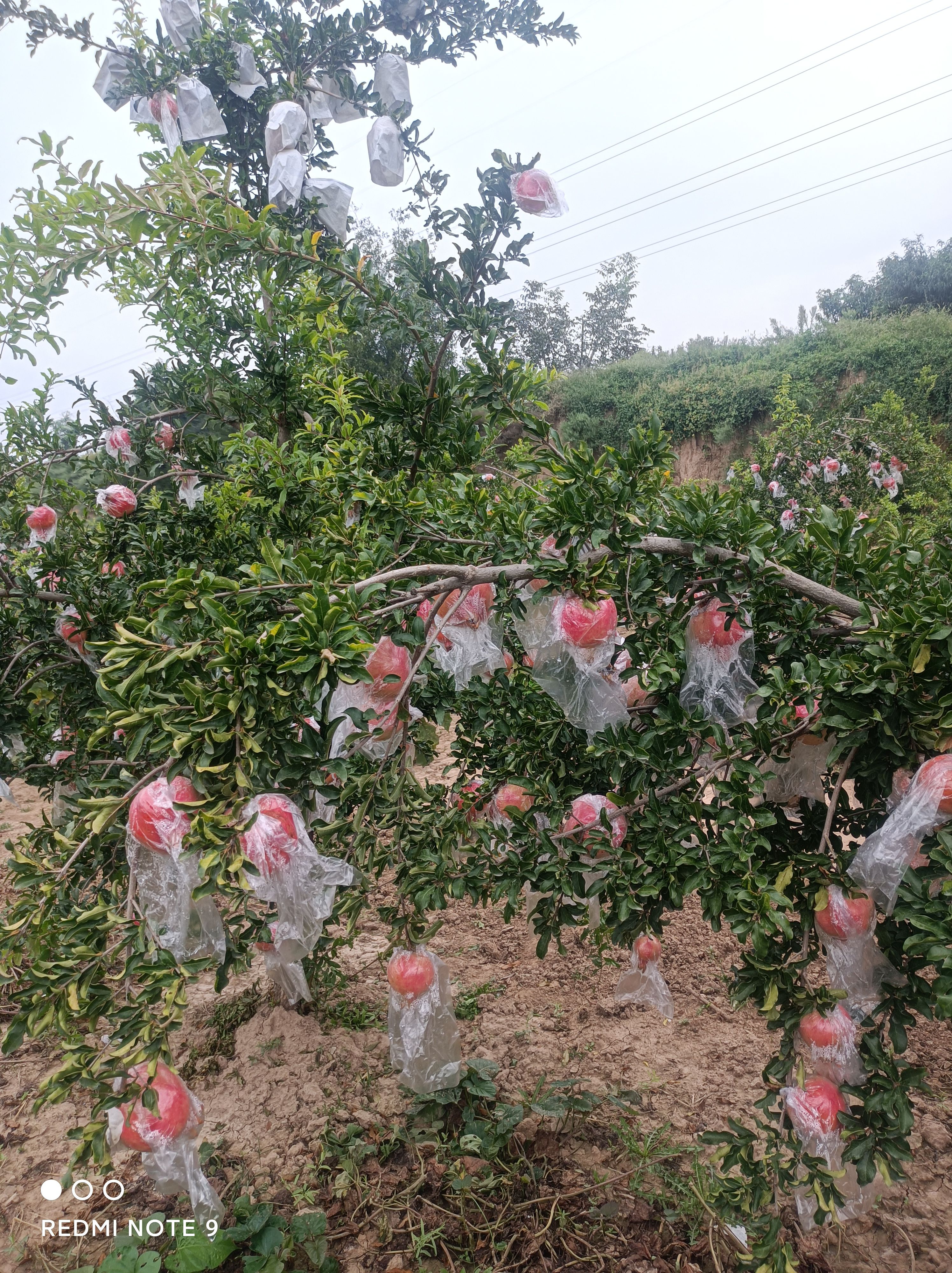 臨猗黃土高坡新疆大籽甜石榴,北畔甜石榴